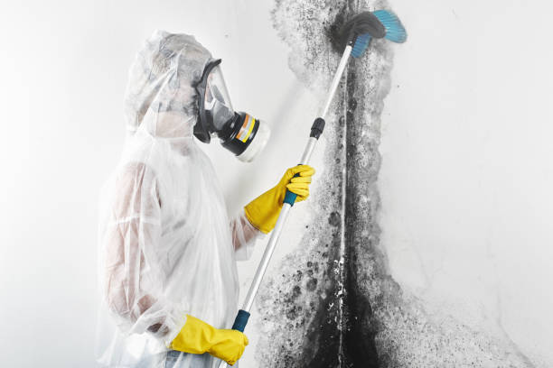 Best Environmental Consulting for Mold Prevention  in Farmersburg, IN