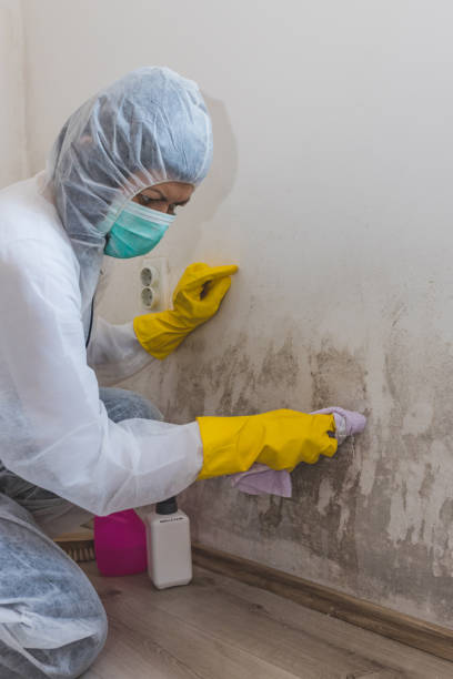 Best Attic Mold Removal  in Farmersburg, IN