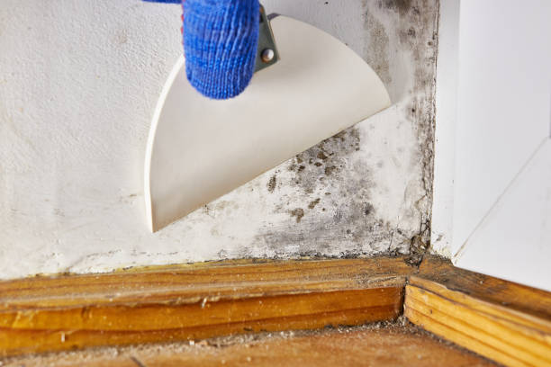 Best Post-Construction Mold Inspection  in Farmersburg, IN